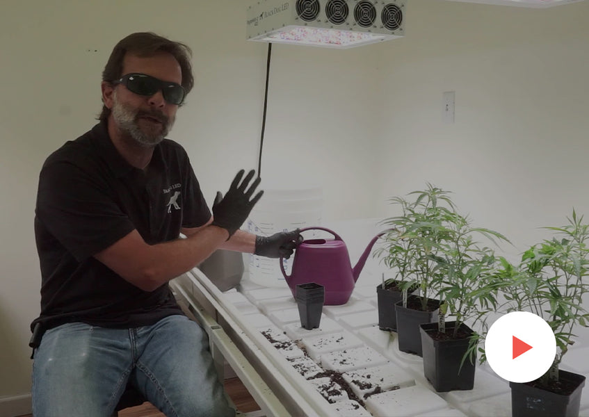 Grow-Along Series: 4 'Golden Goat' in a 3x3 Foot Tent: Transplanting Clones