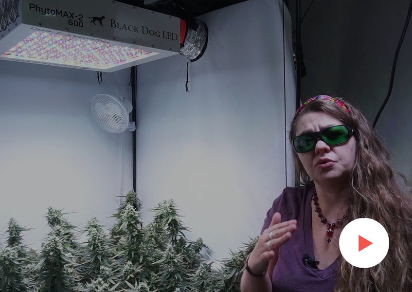 Grow-Along Series: 4 'Golden Goat' in a 3x3 Foot Tent: Day 48-55 of Flower