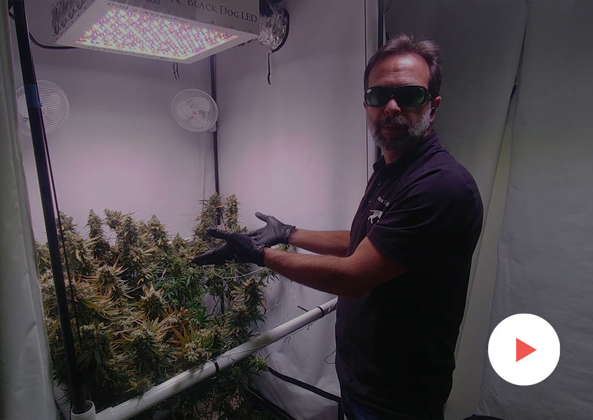 Grow-Along Series: 4 'Golden Goat' in a 3x3 Foot Tent: Harvest