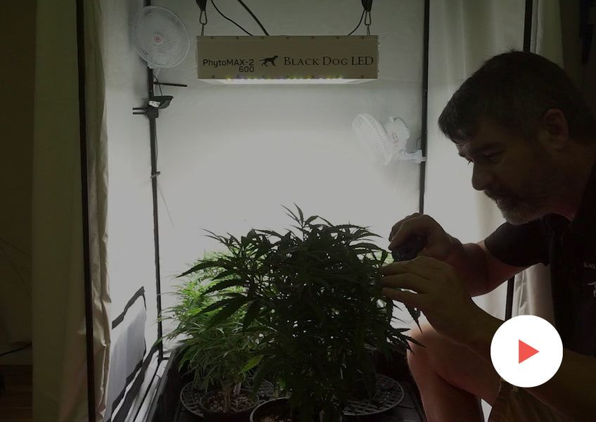 Grow-Along Series: 4 'Golden Goat' in a 3x3 Foot Tent: Veg Topping and Transplanting to 1-Gallon Pots