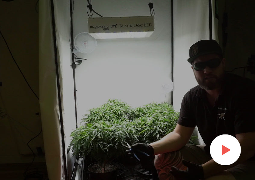 Grow-Along Series: 4 'Golden Goat' in a 3x3 Foot Tent: Veg Topping and Transplanting to 3-Gallon Pots