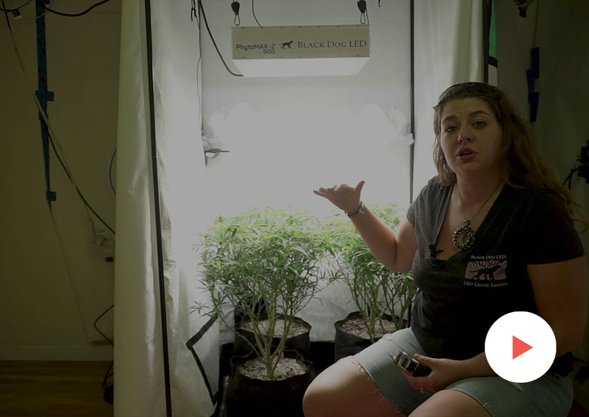 Grow-Along Series: 4 'Golden Goat' in a 3x3 Foot Tent: Beginning of Flower