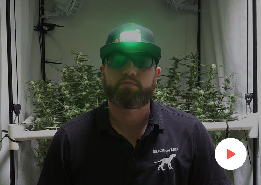 Grow-Along Series: 4 'Golden Goat' in a 3x3 Foot Tent: After the 2nd Defoliation