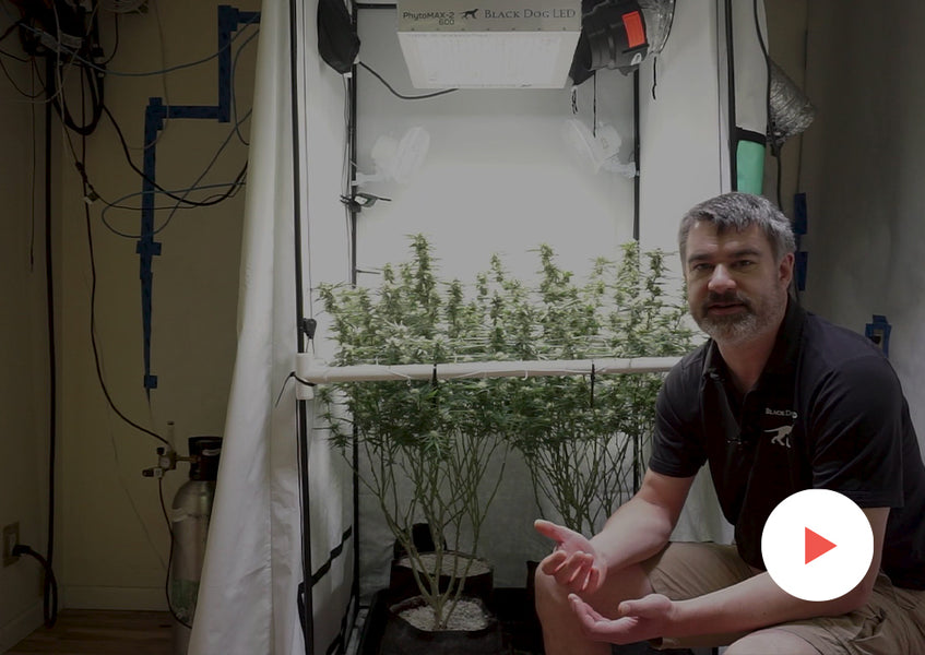 Grow-Along Series: 4 'Golden Goat' in a 3x3 Foot Tent: Day 34-44 of Flower