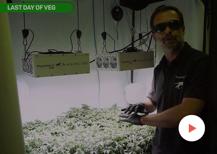 Grow-Along Series: 4 'MAC' in a 2x4 Foot Tent: Flip into Flower