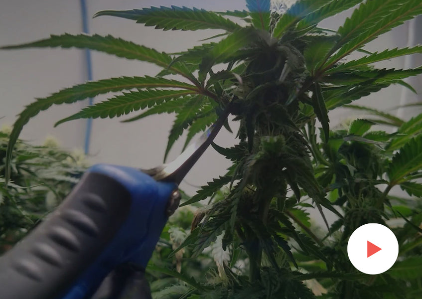 Grow-Along Series: 4 'MAC' in a 2x4 Foot Tent: Second Defoliation