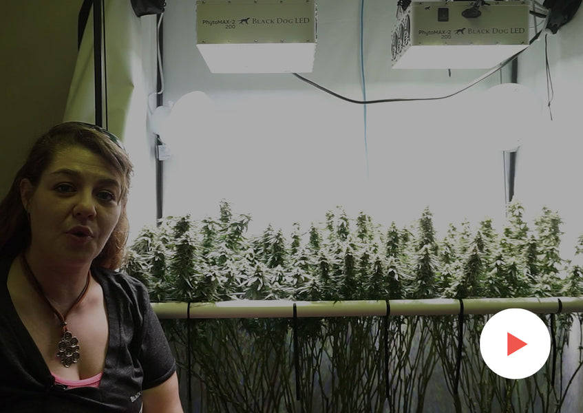 Grow-Along Series: 4 'MAC' in a 2x4 Foot Tent: Late Flower