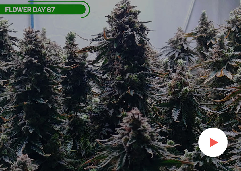 Grow-Along Series: 4 'MAC' in a 2x4 Foot Tent: Harvest and Weigh-In