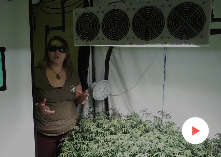 Grow-Along Series: 4 'Kimbo Kush' in a 5x5 Foot Tent: Flip into Flower
