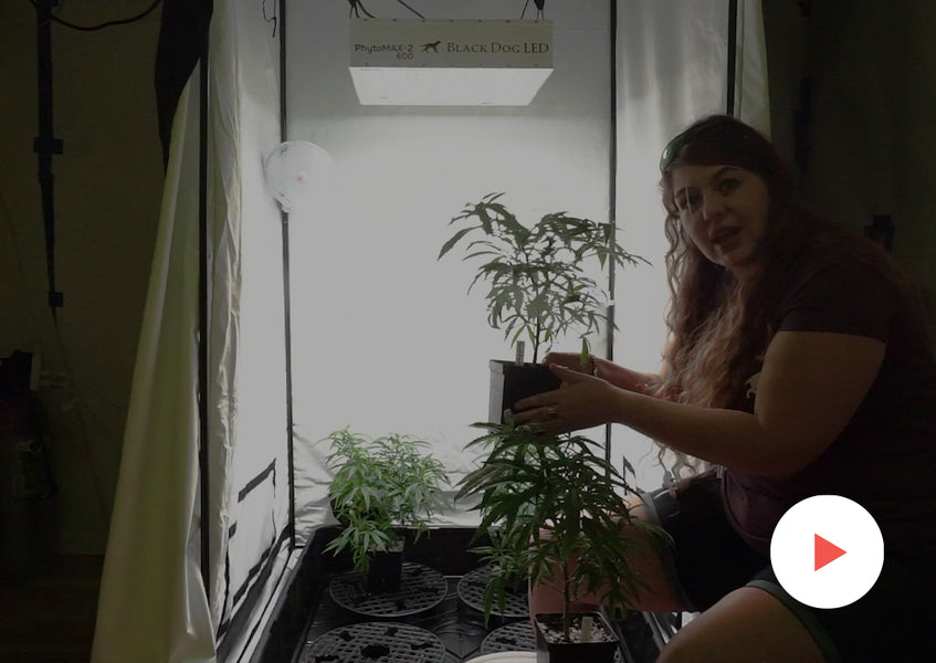 Grow-Along Series: 4 'Kimbo Kush' in a 5x5 Foot Tent: Second Defoliation