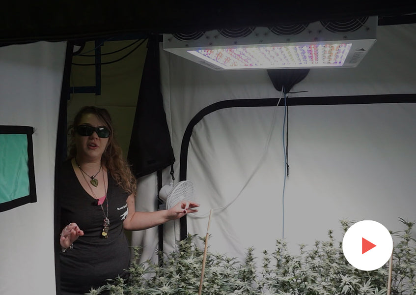 Grow-Along Series: 4 'Kimbo Kush' in a 5x5 Foot Tent: Day 32 of Flower