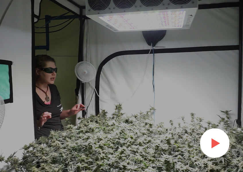 Grow-Along Series: 4 'Kimbo Kush' in a 5x5 Foot Tent: Day 43 of Flower