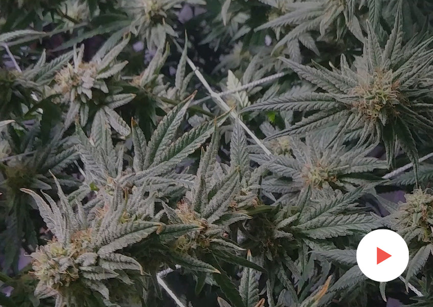 Grow-Along Series: 4 'Kimbo Kush' in a 5x5 Foot Tent: Day 48 of Flower