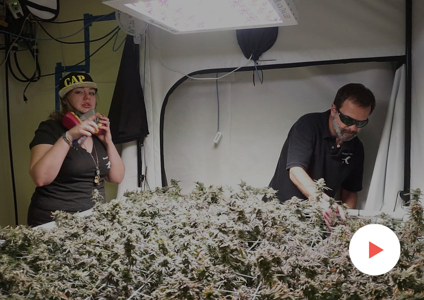 Grow-Along Series: 4 'Kimbo Kush' in a 5x5 Foot Tent: Harvest