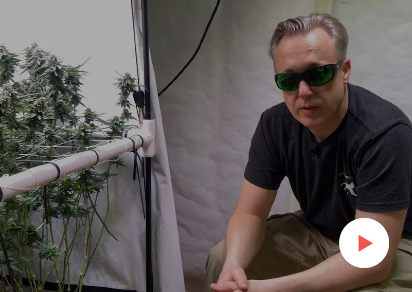 Grow-Along Series: Gelato 33 in a 2x2 Foot Tent: Episode 8