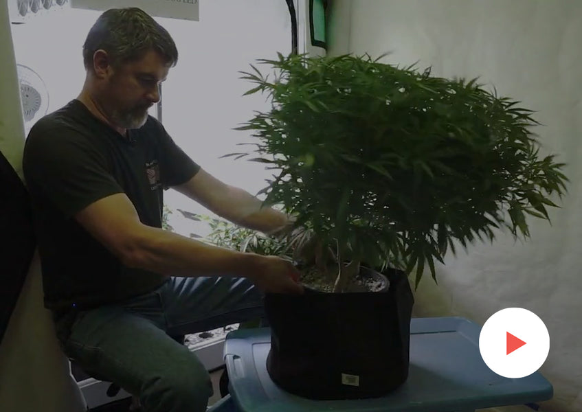 Growing How-To: Topping Plants in Vegetative Growth: Topping When Growing Multiple Strains