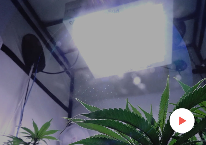 Grow-Along Series: Multiple Strains in a 4x4 Foot Tent, Round 2: First Two Weeks of Flower