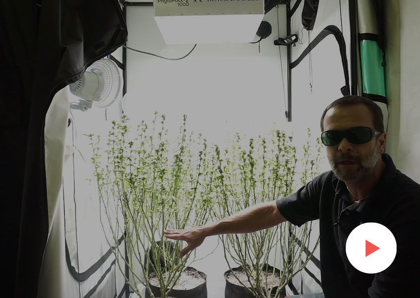 Grow-Along Series: Multiple Strains in a 4x4 Foot Tent, Round 2: Week 3 of Flower: Second Defoliation