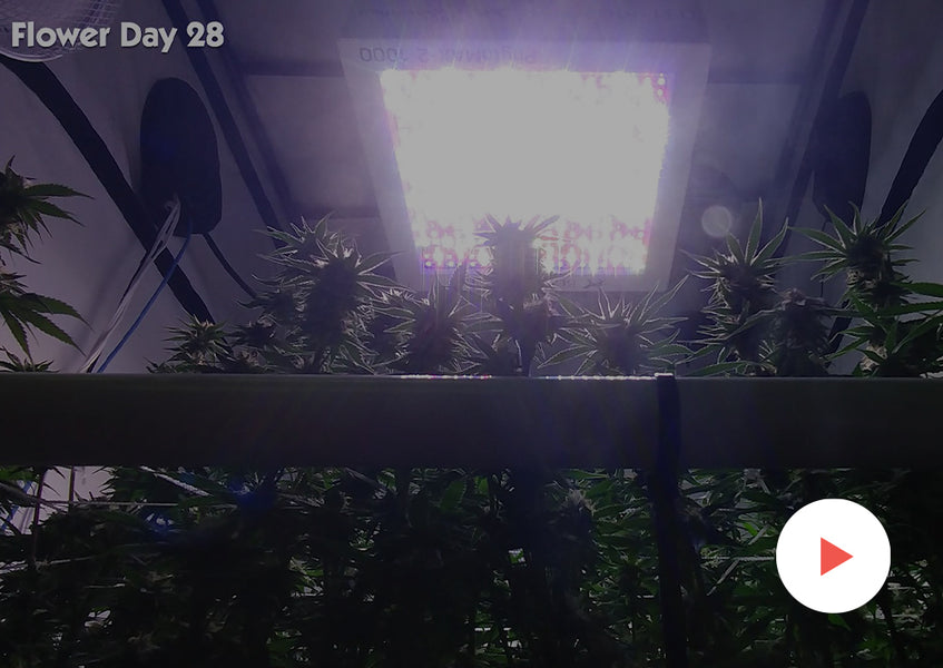 Grow-Along Series: Multiple Strains in a 4x4 Foot Tent, Round 2: Week 4 of Flower: Recovery from Second Defoliation