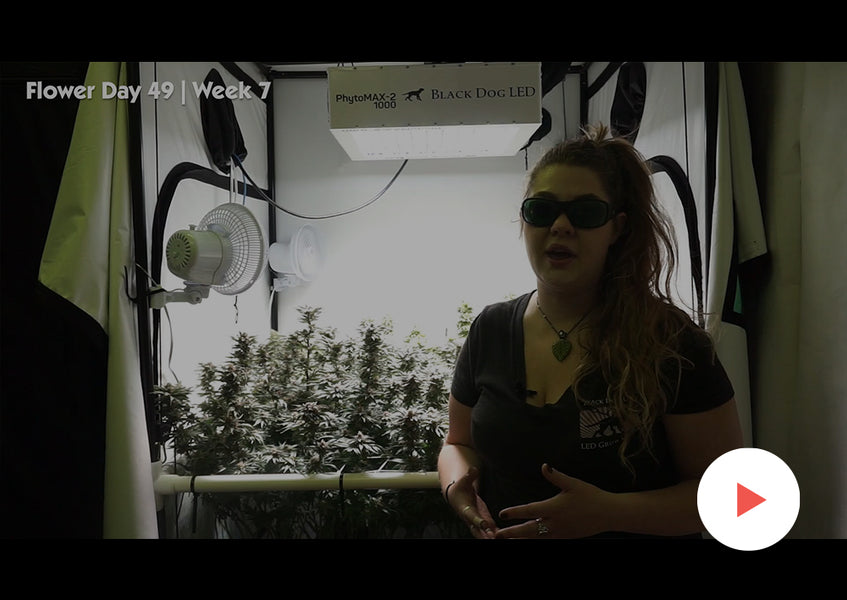 Grow-Along Series: Multiple Strains in a 4x4 Foot Tent, Round 2: Week 6-9 of Flower: Examining Strain Differences