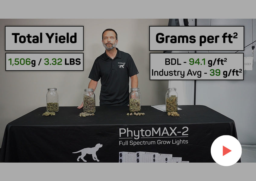 Grow-Along Series: Multiple Strains in a 4x4 Foot Tent, Round 2: Harvest, Weights and Potency