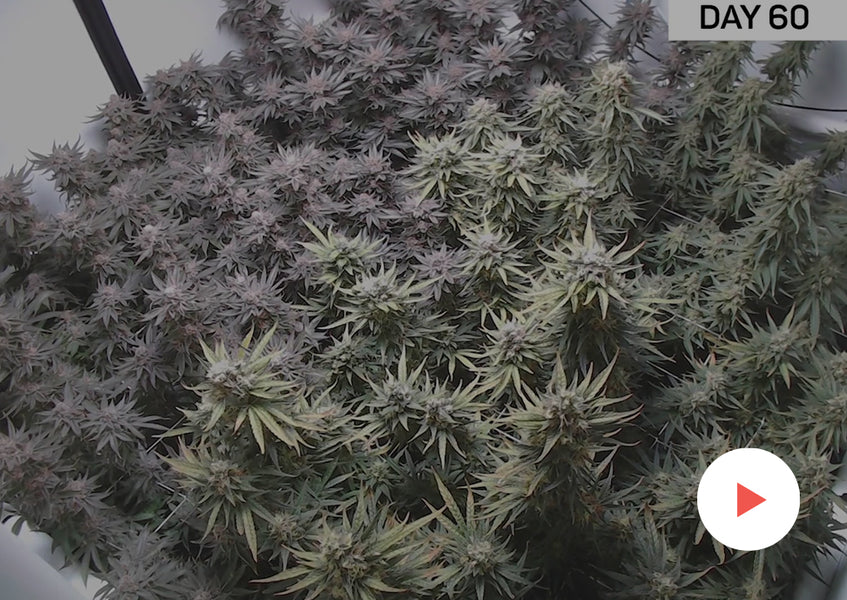 Cannabis Timelapse: Complete Grow Kits: Multiple Strains in a 4x4 Foot Tent, Round 2