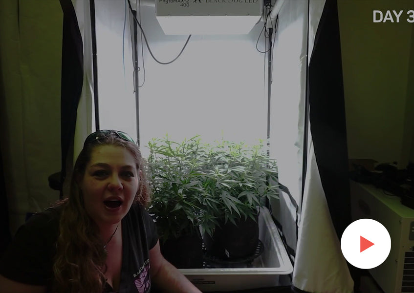 Growing How-To: Transplanting Plants: Transplanting Out of Fabric Pots