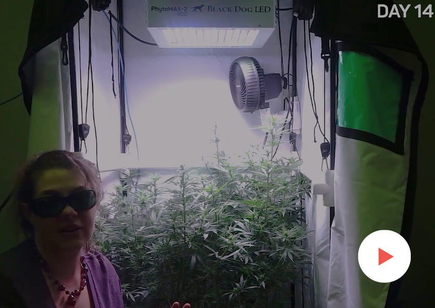 Fun Videos: 2019 Grow-Off Videos: Early Flower Through Mid-Flower