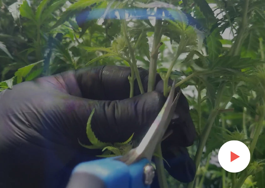 Growing How-To: Defoliation: Second Defoliation In-Depth