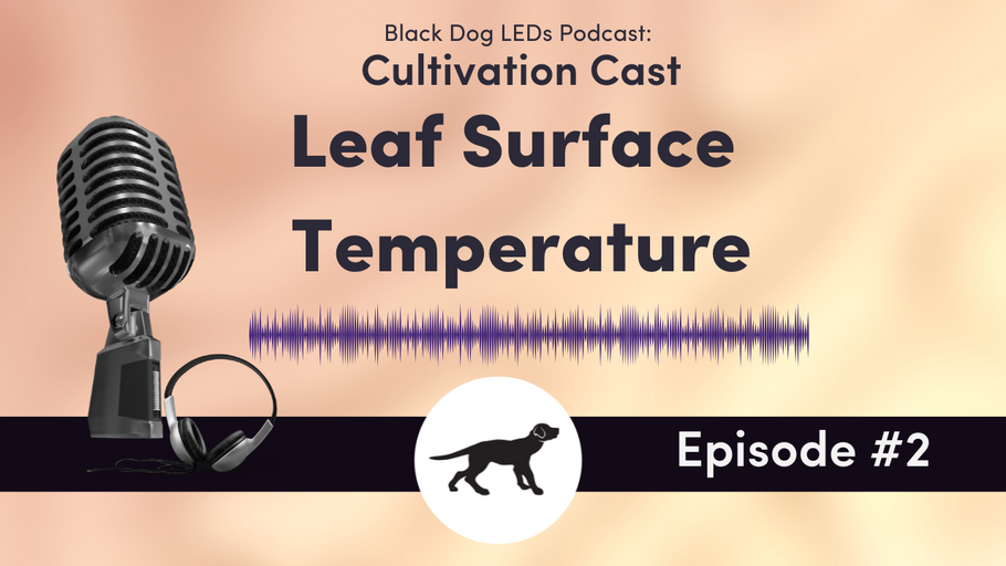 Leaf Surface Temperature