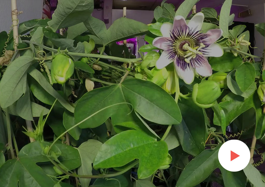 Fun Videos: Time-lapse Videos: Passionflower Growing and Opening