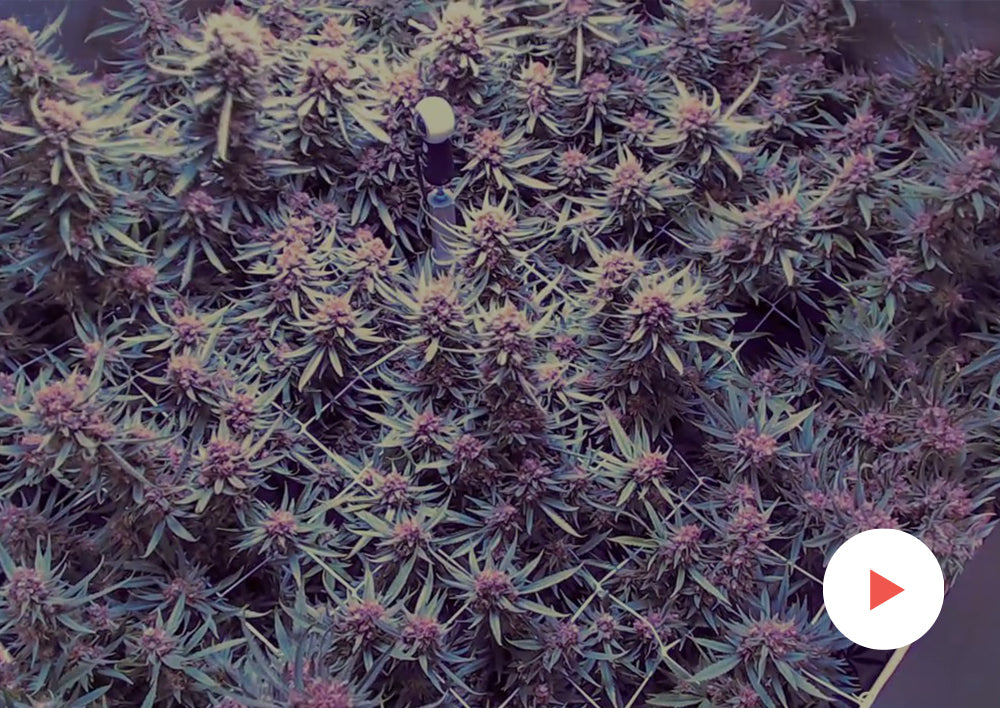 Cannabis Timelapse Complete Grow Kits 4'x4' with PhytoMAX2 1000