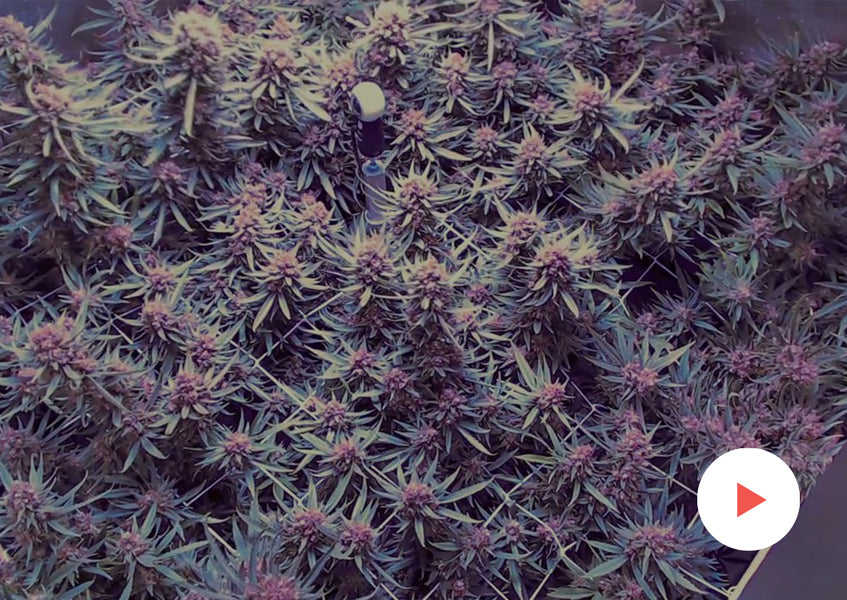 Cannabis Timelapse: Complete Grow Kits: 4'x4' with PhytoMAX-2 1000