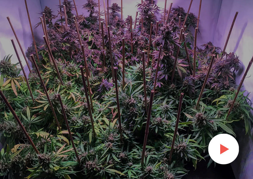 Cannabis Timelapse: Other Timelapses: 5'x5' with a PhytoMAX-2 600