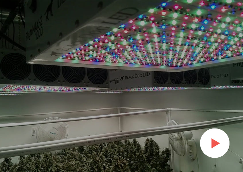 Cannabis Timelapse: Other Timelapses: 12'x8' 10,000 Watt Commercial Grow