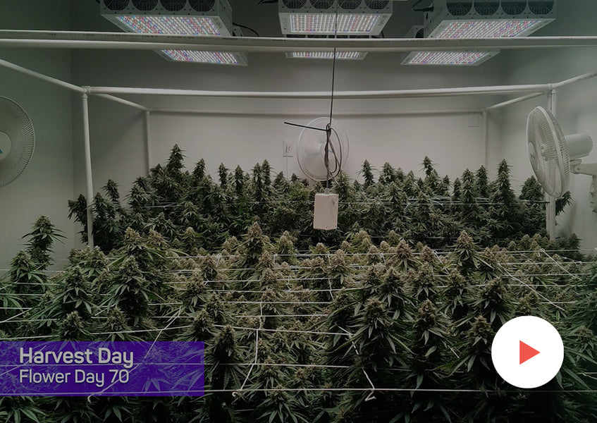 Cannabis Timelapse: Commercial Timelapses: Commercial Grow: 9,600 watts