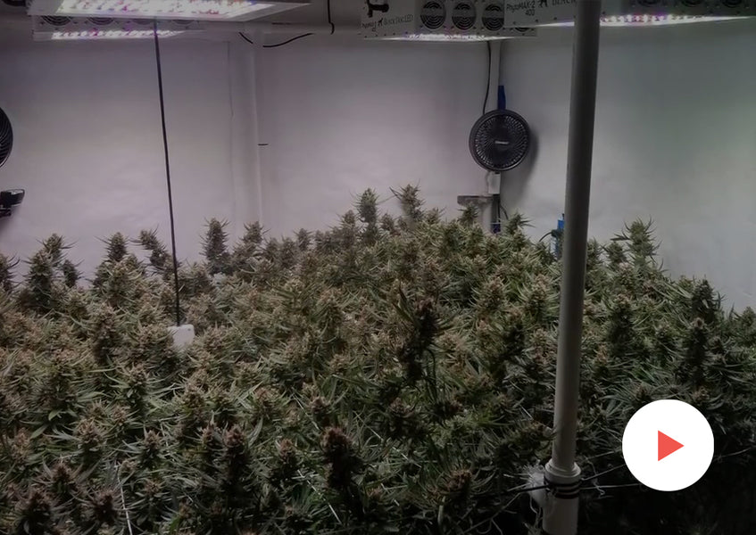 Case Study: Grow Tests with PhytoMAX-2 Lights: Massachusetts-Compliant 6'x6' with 4 PhytoMAX-2 400's