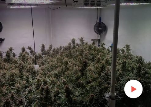 Phytomax 2 600 hot sale