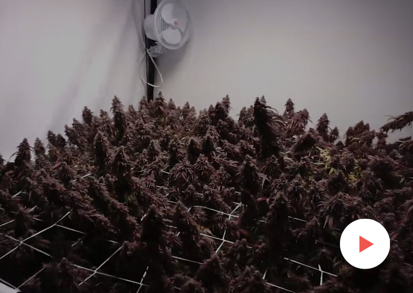 Cannabis Timelapse: Complete Grow Kits: CBD / Hemp in a 4x4 foot tent
