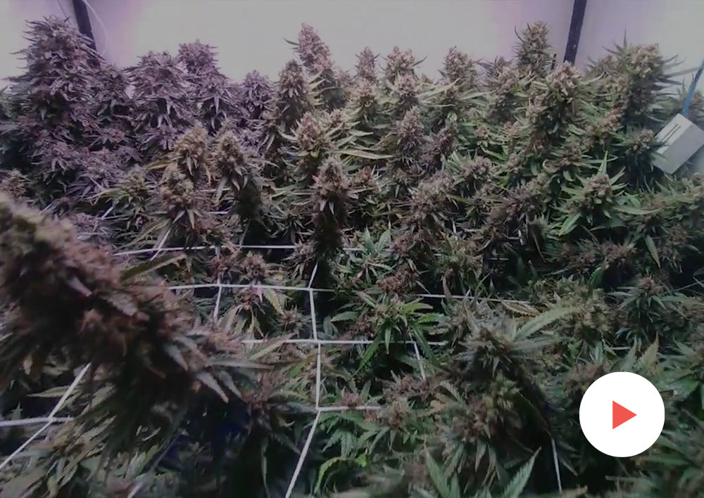 4x4 grow tent hot sale