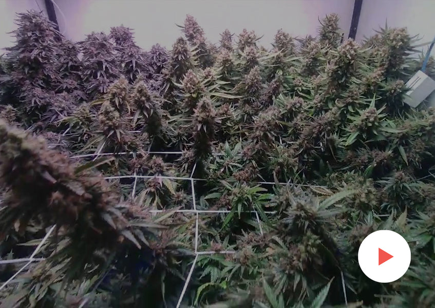 Grow-Along Series: Multiple Strains in a 4x4 Foot Tent: Timelapse of this entire grow