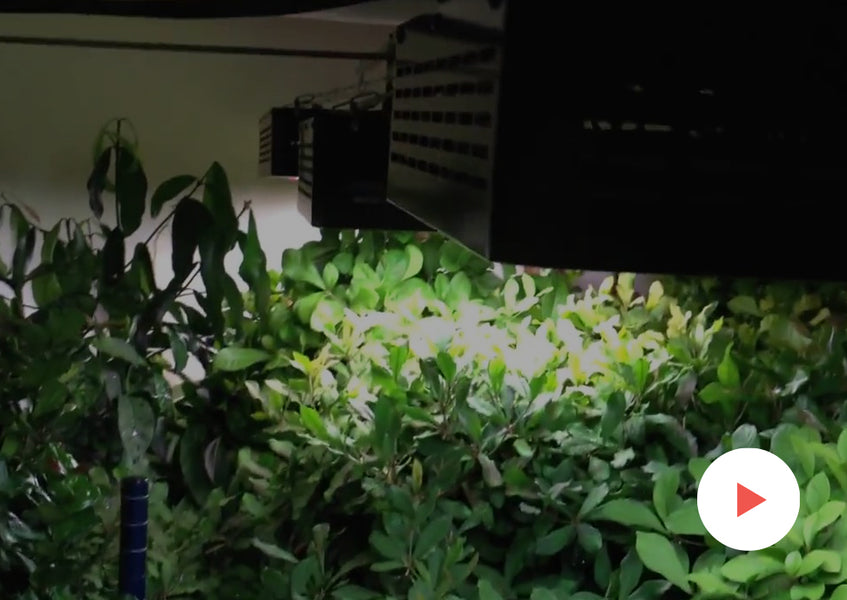 Fun Videos: Other Videos: Tropical Fruit Grown with LEDs