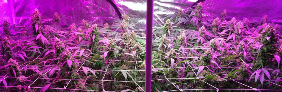 Maximizing yield with LED grow lights