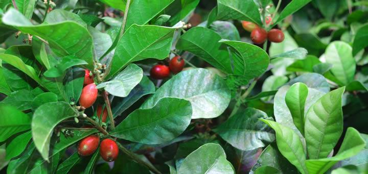 Miracle Fruit – Black Dog LED