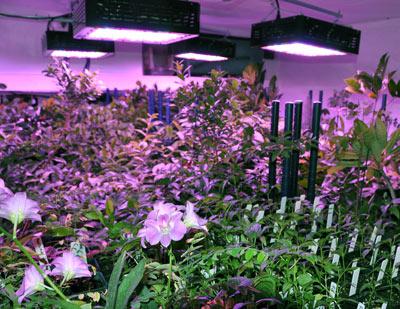 Lumens: Why They're Not That Important