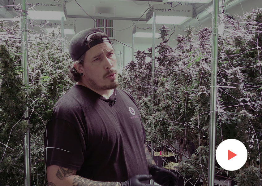 Customer Testimonials: Commercial Growers: H2O Grow