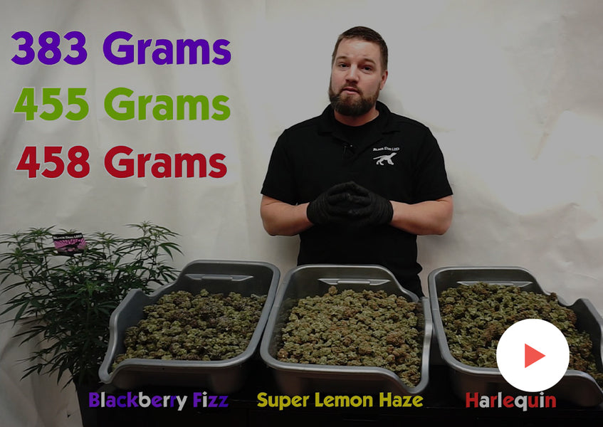 Growing How-To: Trimming, Drying and Curing Flowers: Determining When Flowers are Dry Enough