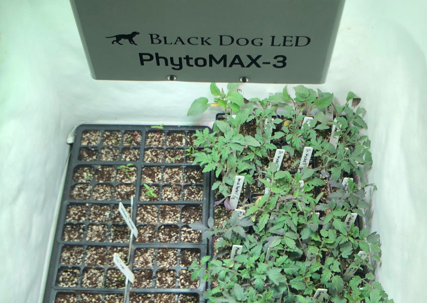 Planning for Starting Outdoor Garden Plants Indoors Under LED Grow Lights